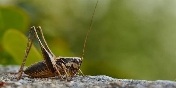 Yeni Araştırma: Cırcır Böcekleri Yaralanınca Acı Hissi Gösterebiliyor