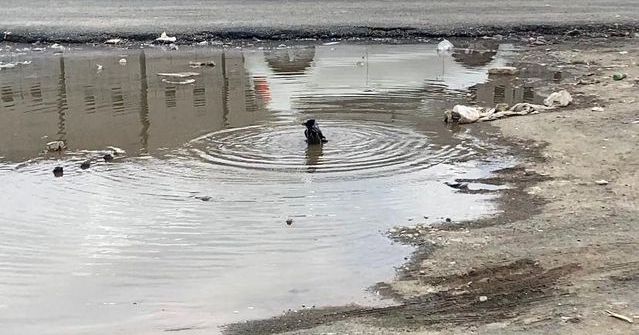 Iğdır'da Yağmur Sonrası Yol Kenarında Karga Banyosu İlgi Çekti