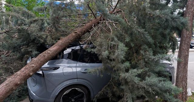 Çankaya'da Şiddetli Rüzgar Ağaçları Devriltti, İki Araçta Hasar Oluştu