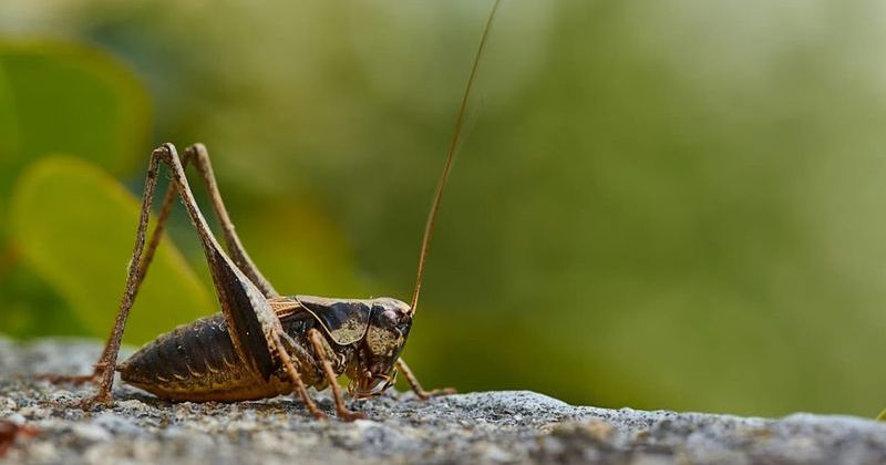 Yeni Araştırma: Cırcır Böcekleri Yaralanınca Acı Hissi Gösterebiliyor