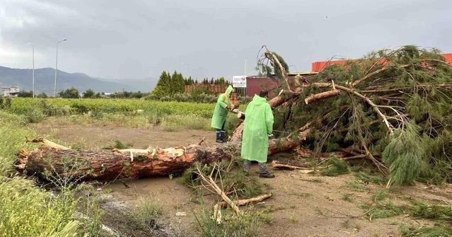 Manisa'da Fırtına 25 Yıllık Çam Ağacını Devrerek Trafiği Kısa Süreliğe Kapattı