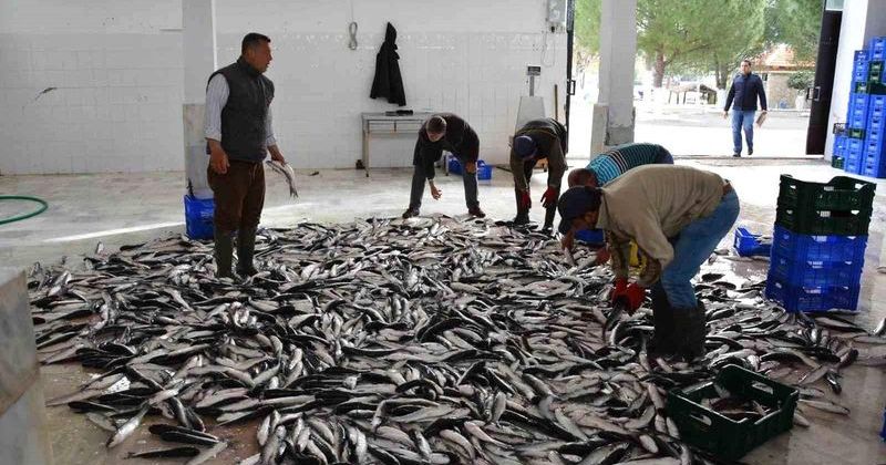 Muğla'nın İhracatı Nisan Ayında %5,4 Artış Gösterdi