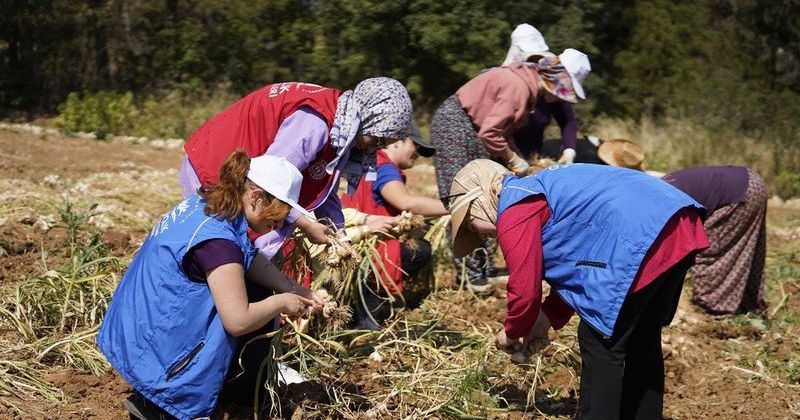 2026 Gönüllü Hasat Etkinliği Takvimi ve Programı Açıklandı
