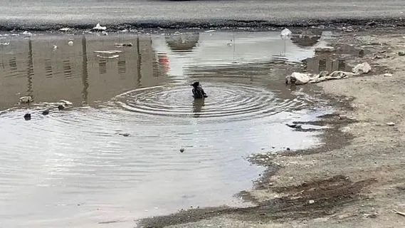 Iğdır'da Yağmur Sonrası Yol Kenarında Karga Banyosu İlgi Çekti