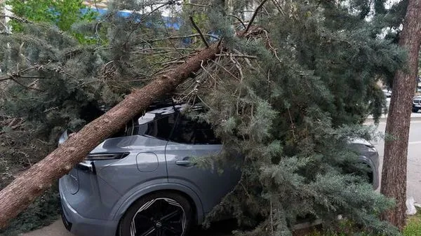 Çankaya'da Şiddetli Rüzgar Ağaçları Devriltti, İki Araçta Hasar Oluştu