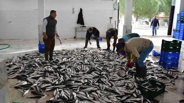 Muğla'nın İhracatı Nisan Ayında %5,4 Artış Gösterdi