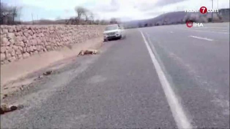 Elazığ'da Otomobil Koyun Sürüsüne Çarptı: 9 Koyun Telef Oldu