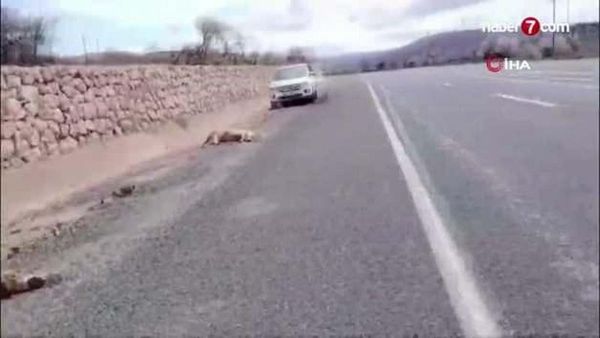 Elazığ'da Otomobil Koyun Sürüsüne Çarptı: 9 Koyun Telef Oldu