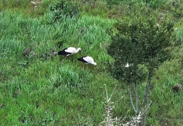 Esenler'de Leylekler Göç Yolunda 15 Temmuz Millet Bahçesi'nde Dinlendi