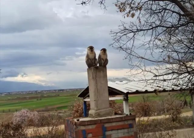 Çivril'de Kaçan Maymun Koruma Altına Alındı