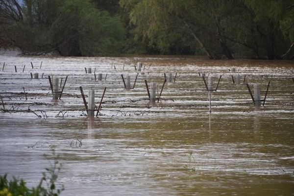 Manisa'da Gediz Nehri Taşması Bağlarda Su Baskınına Neden Oldu