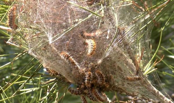 Çam Kese Tırtıllarına Karşı Uzmanlardan Uyarı: Temastan Kaçının