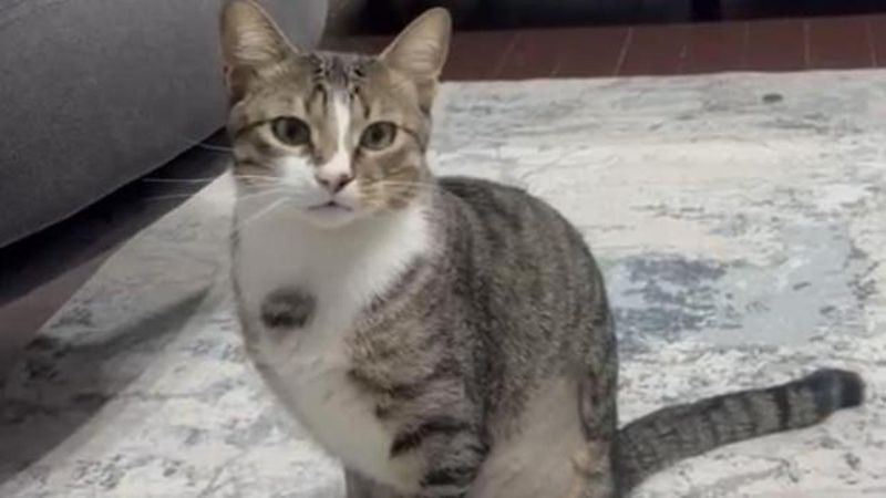 Zonguldak'ta 4 Yıldır Kusma Sorunu Yaşayan Kediye Endoskopiyle Müdahale