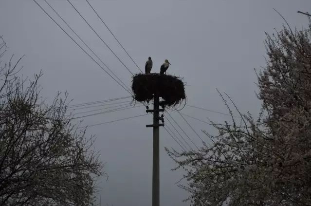 Leylekler Baharla Birlikte Dodurga'ya Geri Döndü