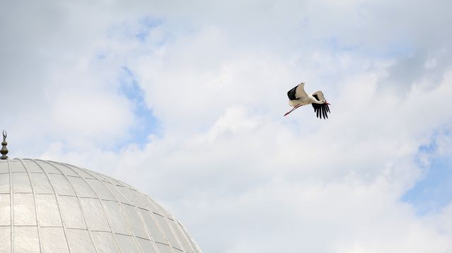 Dikmen Mahallesi'nde Leylek Yuvası Tartışması: Yeni Yuvalar ve Tepkiler