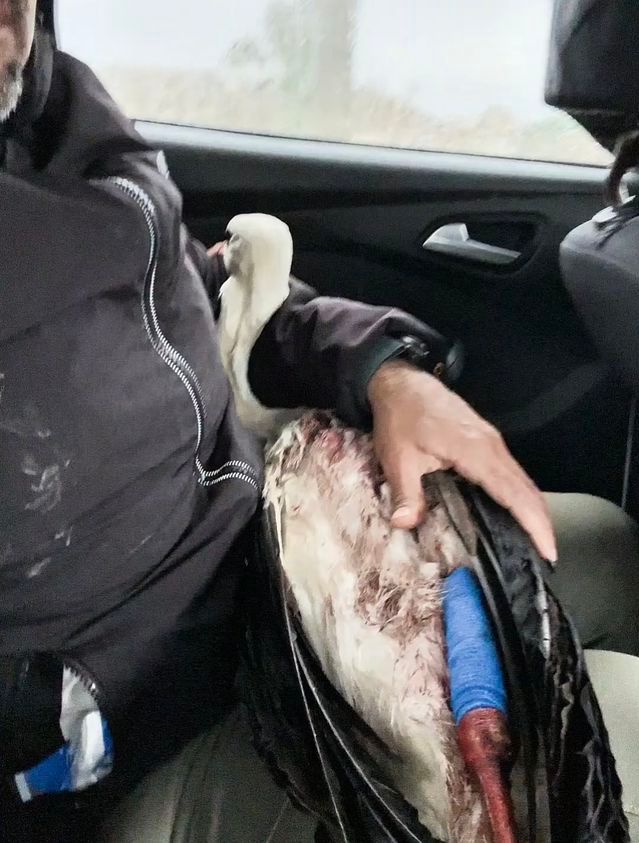 Göç Yolundaki Leylek Av Tüfeğiyle Yaralandı, Tedavi Altına Alındı