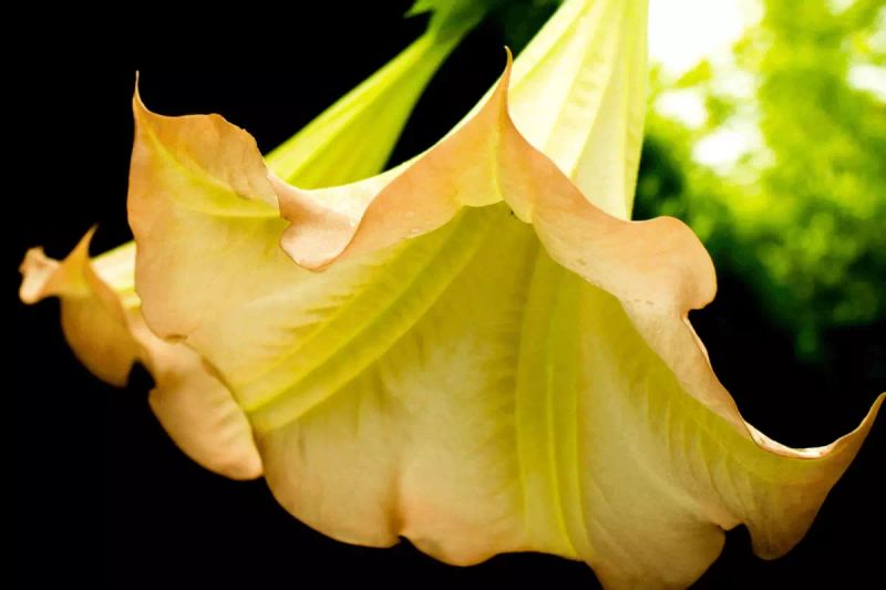 Jeffrey Epstein'in Mağdurlarını 'Borazan Çiçeği'yle Etkisiz Hale Getirdiği İddiası