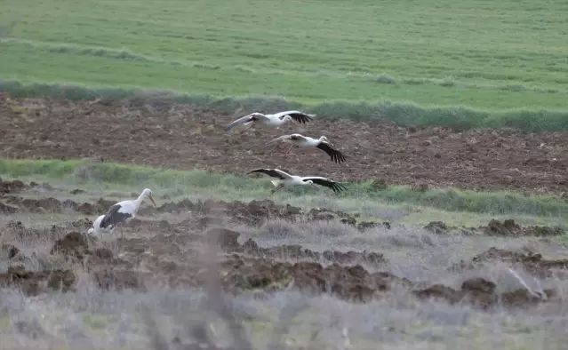 Leylekler Kırklareli Vize’de Göç Yolculuğunda Molalarını Verdi