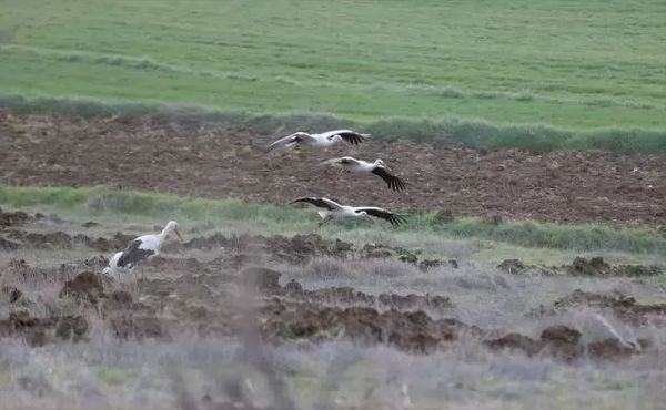 Leylekler Kırklareli Vize’de Göç Yolculuğunda Molalarını Verdi