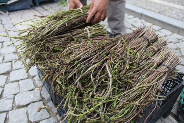 Aydın'da Doğadan Toplanan Acı Otlar Kilogramı 150 TL'den Satılıyor