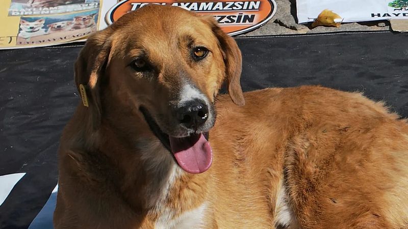 İstanbul Valiliği, Sokak Köpeklerinin Toplanması İçin Mayıs Sonuna Kadar Süre Verdi