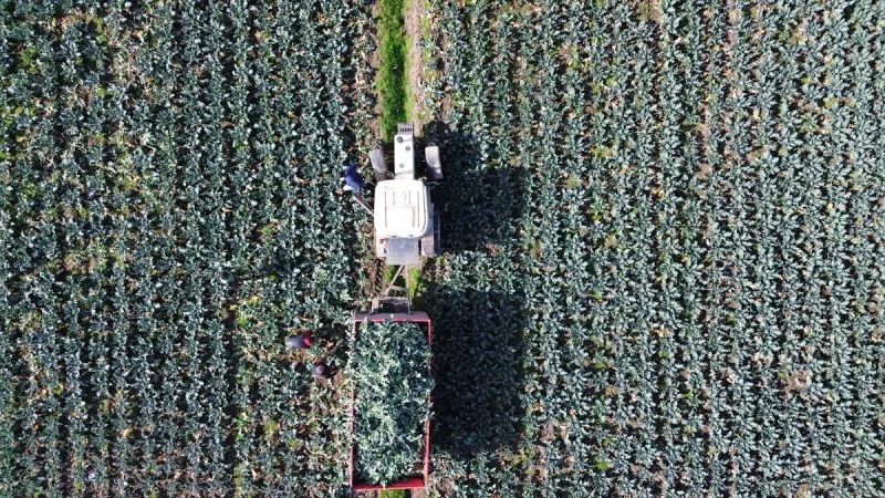 Bafra Ovası'nda Brokoli Hasadı Sürüyor, İhracat Devam Ediyor