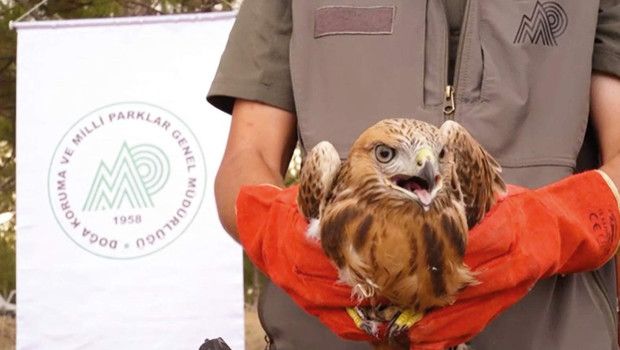 2021-2025 Arasında 58 Bin Yaban Hayvanı Tedavi Edilerek Doğaya Salındı