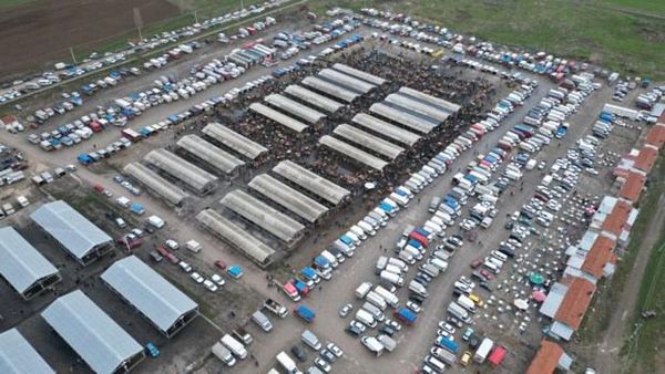 Koyun Fiyatları 18 Bin ile 22 Bin Lira Arasında Değişiyor