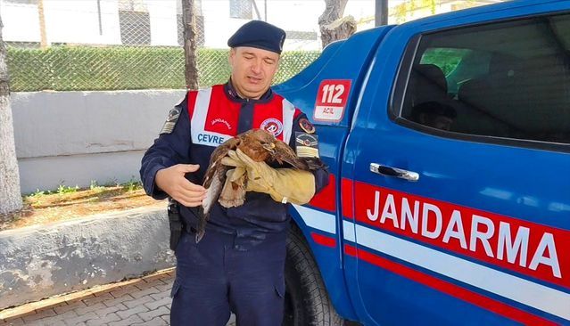 Yaralı Kızıl Şahin Yozgat'ta Tedavi Edilip Doğaya Salınacak