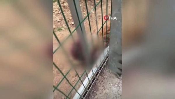 Burdur Valiliği, Bucak Barınağındaki İhmal İddialarını Araştırıyor