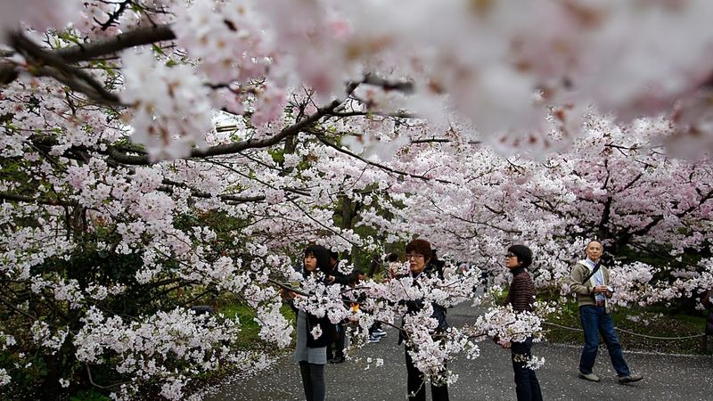 Tokyo’da Ueno Parkı’nda Sakura Sezonu Pikniklerle Başladı