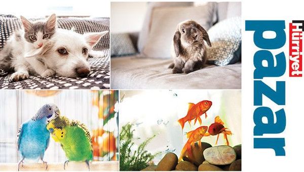 Veterinerler 'Evimizin Dostları' Kitabında Evcil Hayvan Bakımında Doğru Bilgileri Paylaşıyor