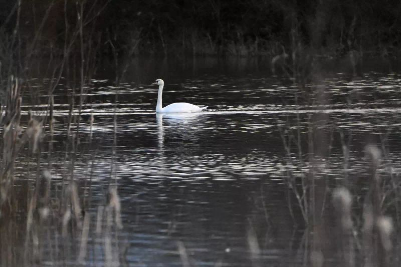 Göç Yolu Üzerinde Yorgun Düşen Kuğular Düzce Doğa Koruma Ekipleri Tarafından İzleniyor