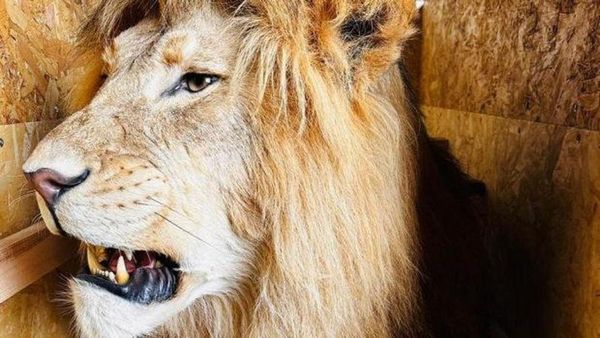 Trabzon Limanı'nda 19 Yaban Hayvanı Trofesi Ele Geçirildi