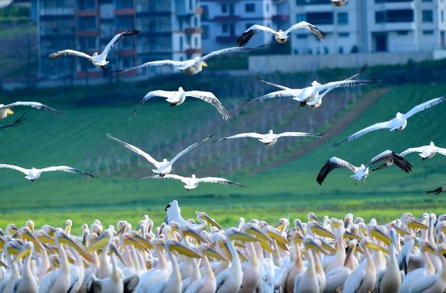 Pelikanlar Bahar Aylarında Boğazköy Barajı'nda Konakladı