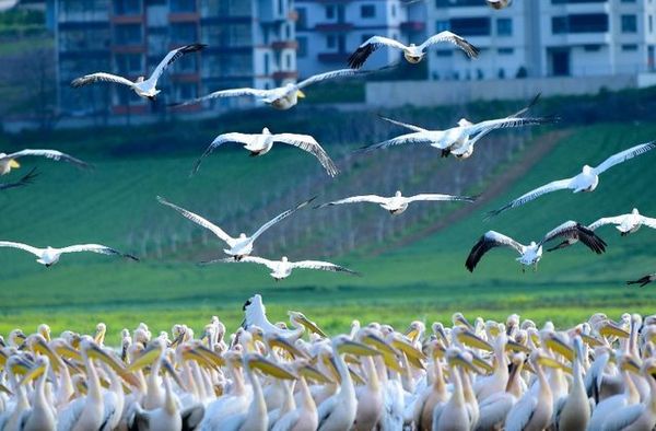 Pelikanlar Bahar Aylarında Boğazköy Barajı'nda Konakladı