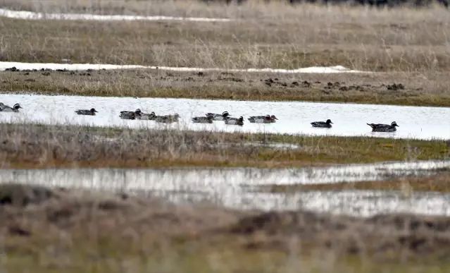Sarıkamış'ta Göçmen Kuşlar Sulak Alanları Renklendirdi