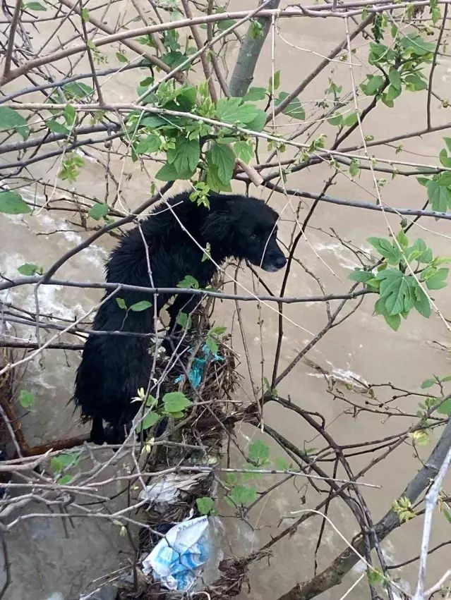 Hatay’da Dereye Düşen Köpek İtfaiye Ekipleri Tarafından Kurtarıldı