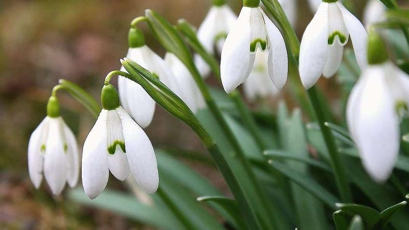 Kardelen Çiçeğini Koparanlara 699.245 TL Ceza: Yetkililer Uyarıyor