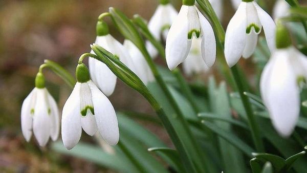 Kardelen Çiçeğini Koparanlara 699.245 TL Ceza: Yetkililer Uyarıyor