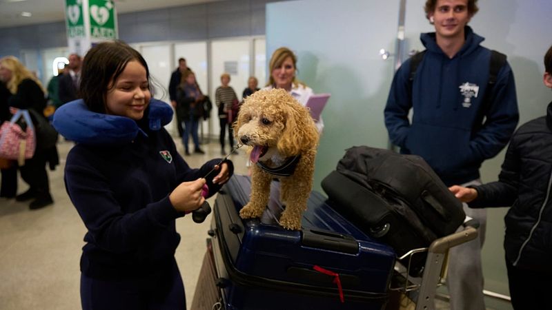 Yunanistan, Orta Doğu'da Mahsur Kalan Vatandaş ve Evcil Hayvanları Tahliye Etti