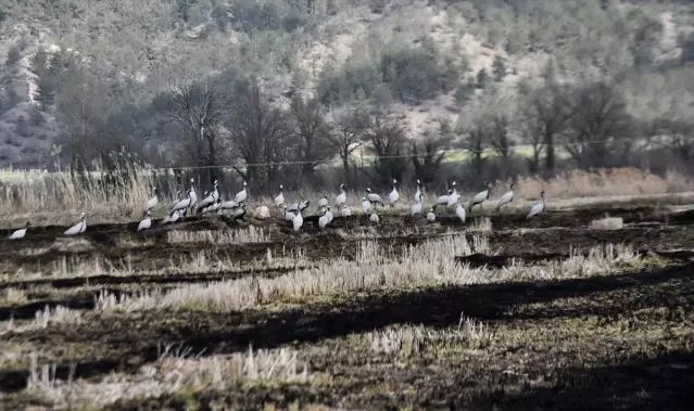 Cuma Ovası'nda Göçmen 40 Turna Gözlemlendi