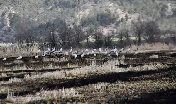 Cuma Ovası'nda Göçmen 40 Turna Gözlemlendi