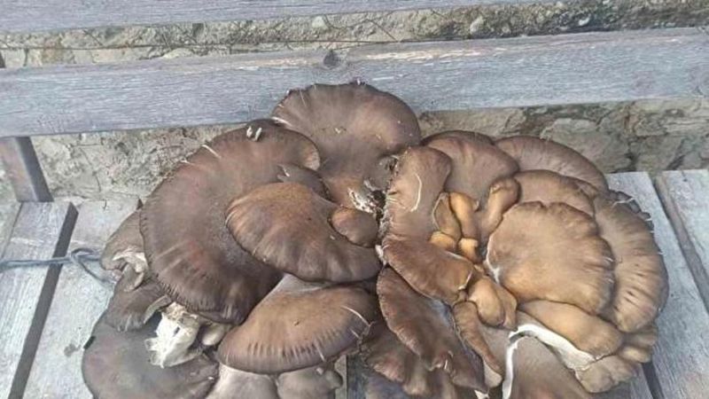 Konya Beyşehir'de 9,7 Kiloluk Dev İstiridye Mantarı Bulundu