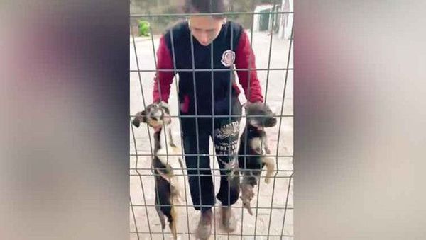 Bucak Belediyesi Barınağındaki İhmal İddiaları İçin Soruşturma Başlatıldı