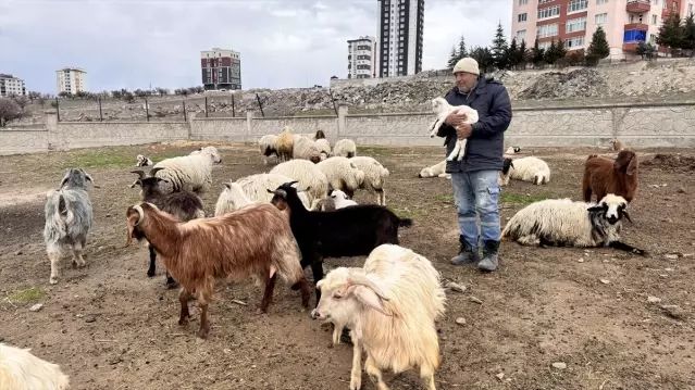 Kayseri'de Yabani Hayvan Saldırısı 6 Keçinin Ölümüne Yol Açtı