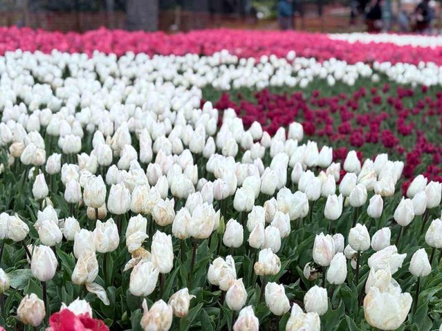 Emirgan Korusu'nda Lale Festivali Renkli Görüntüler Oluşturdu