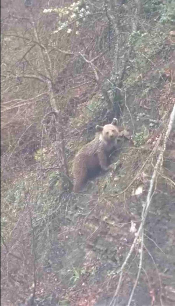 Sinop Ayancık'ta Yavru Ayının Görüntüleri Cep Telefonuna Yansıdı
