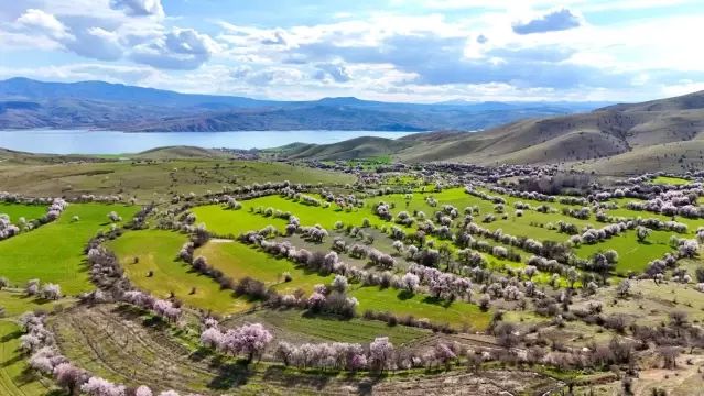 Tunceli Pertek'te Badem Ağaçları İlk Çiçeklerini Açtı