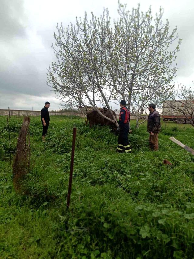 Mardin'de Kuyuya Düşen İnek İtfaiye Tarafından Kurtarıldı